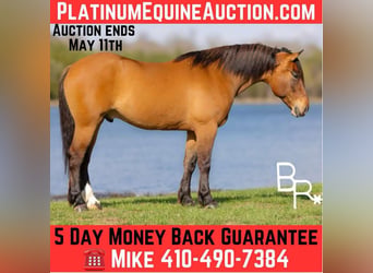 American Quarter Horse, Wałach, 6 lat, 168 cm, Bułana