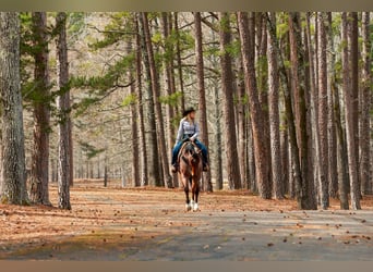 American Quarter Horse, Wałach, 6 lat, 168 cm, Gniadodereszowata