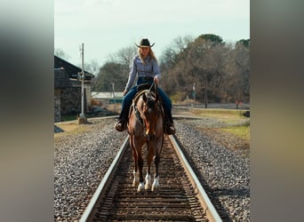 American Quarter Horse, Wałach, 6 lat, 168 cm, Gniadodereszowata