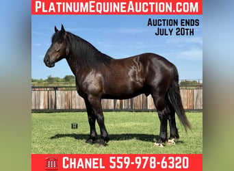 American Quarter Horse, Wałach, 6 lat, 170 cm, Kara