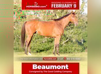 American Quarter Horse Mix, Wałach, 6 lat, 173 cm, Gniada