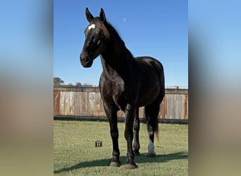 American Quarter Horse, Wałach, 6 lat, 173 cm, Kara