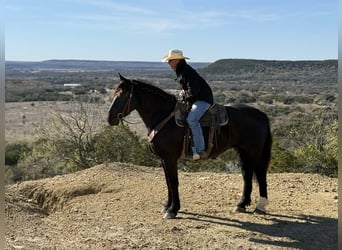 American Quarter Horse, Wałach, 6 lat, 173 cm, Kara