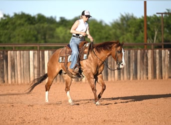 American Quarter Horse, Wałach, 6 lat, Bułana