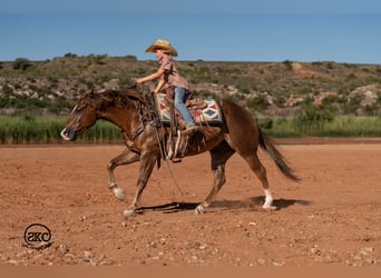 American Quarter Horse, Wałach, 6 lat, Ciemnokasztanowata