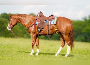 American Quarter Horse, Wałach, 6 lat, Ciemnokasztanowata