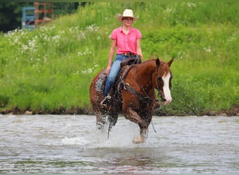 American Quarter Horse, Wałach, 6 lat, Ciemnokasztanowata