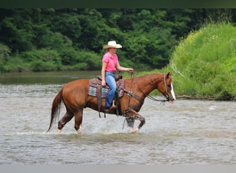 American Quarter Horse, Wałach, 6 lat, Ciemnokasztanowata