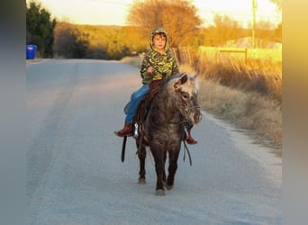 American Quarter Horse, Wałach, 6 lat, Ciemnokasztanowata