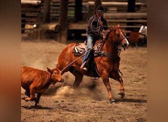 American Quarter Horse, Wałach, 6 lat, Cisawa