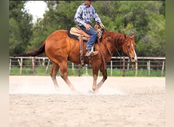 American Quarter Horse, Wałach, 6 lat, Cisawa