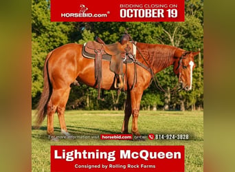 American Quarter Horse, Wałach, 6 lat, Cisawa