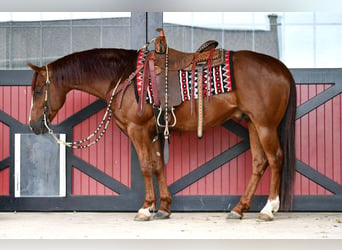 American Quarter Horse, Wałach, 6 lat, Cisawa