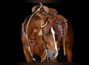 American Quarter Horse, Wałach, 6 lat, Cisawa
