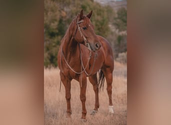 American Quarter Horse, Wałach, 6 lat, Cisawa