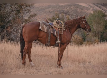 American Quarter Horse, Wałach, 6 lat, Cisawa