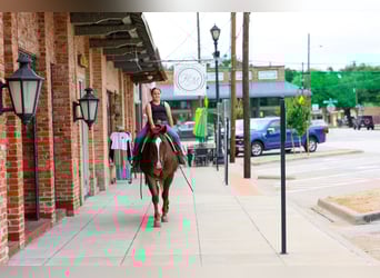 American Quarter Horse, Wałach, 6 lat, Cisawa