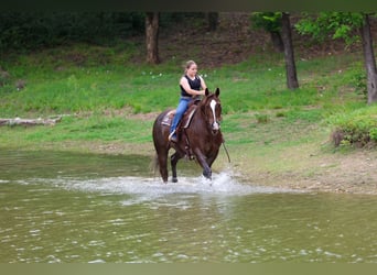 American Quarter Horse, Wałach, 6 lat, Cisawa