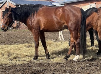 American Quarter Horse Mix, Wałach, 6 lat, Gniada