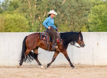 American Quarter Horse, Wałach, 6 lat, Gniada