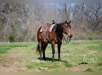 American Quarter Horse, Wałach, 6 lat, Gniada