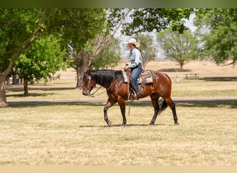American Quarter Horse, Wałach, 6 lat, Gniada