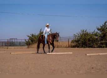 American Quarter Horse, Wałach, 6 lat, Gniada