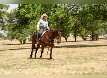 American Quarter Horse, Wałach, 6 lat, Gniada