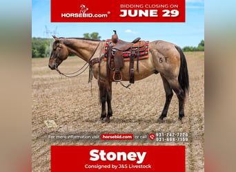 American Quarter Horse, Wałach, 6 lat, Grullo