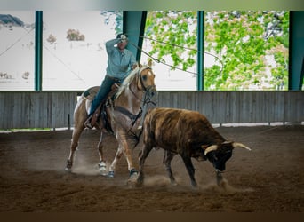 American Quarter Horse, Wałach, 6 lat, Izabelowata