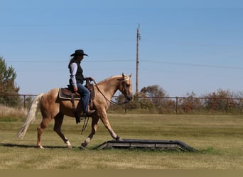 American Quarter Horse, Wałach, 6 lat, Izabelowata