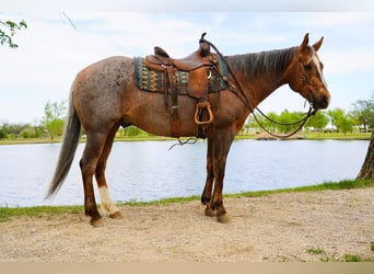 American Quarter Horse, Wałach, 6 lat, Izabelowata