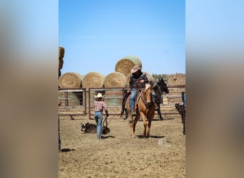 American Quarter Horse, Wałach, 6 lat, Izabelowata