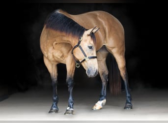 American Quarter Horse, Wałach, 6 lat, Jelenia