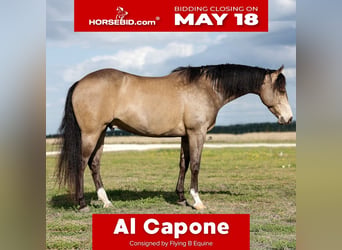 American Quarter Horse, Wałach, 6 lat, Jelenia