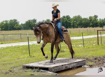 American Quarter Horse, Wałach, 6 lat, Jelenia