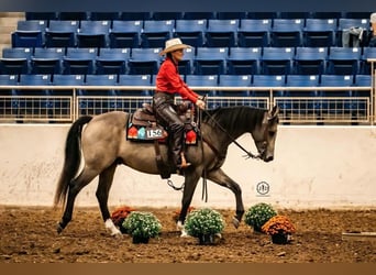 American Quarter Horse, Wałach, 6 lat, Jelenia