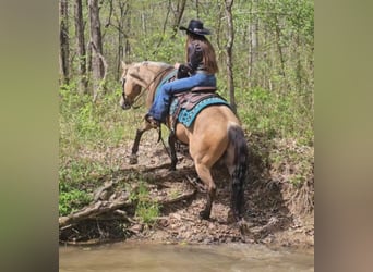 American Quarter Horse, Wałach, 6 lat, Jelenia