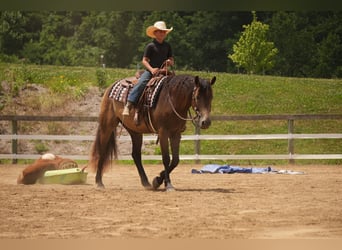 American Quarter Horse, Wałach, 6 lat, Jelenia