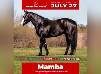 American Quarter Horse, Wałach, 6 lat, Kara