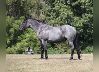 American Quarter Horse, Wałach, 6 lat, Karodereszowata