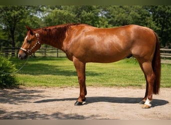 American Quarter Horse, Wałach, 6 lat, Kasztanowata
