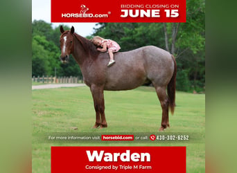 American Quarter Horse, Wałach, 6 lat, Kasztanowatodereszowata