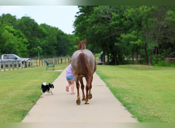 American Quarter Horse, Wałach, 6 lat, Kasztanowatodereszowata