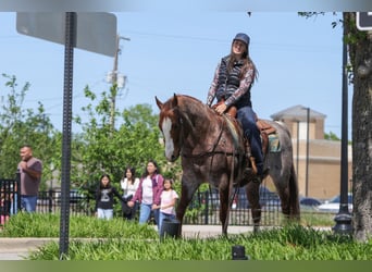American Quarter Horse, Wałach, 6 lat, Kasztanowatodereszowata