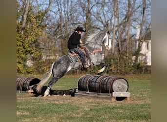 American Quarter Horse, Wałach, 6 lat, Siwa jabłkowita