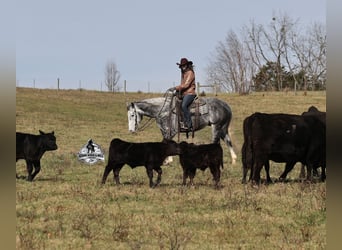 American Quarter Horse, Wałach, 6 lat, Siwa jabłkowita