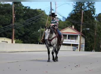 American Quarter Horse, Wałach, 6 lat, Siwa