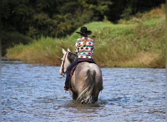 American Quarter Horse, Wałach, 6 lat, Siwa
