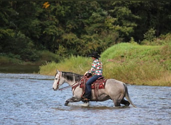 American Quarter Horse, Wałach, 6 lat, Siwa